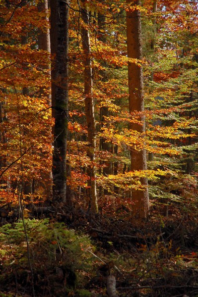 dans le bois